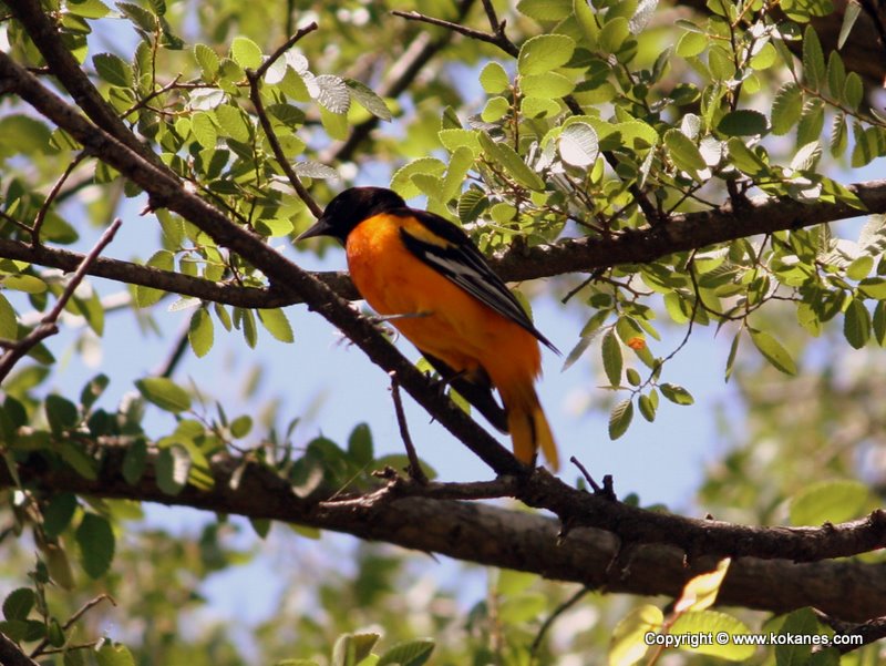 Perching Birds